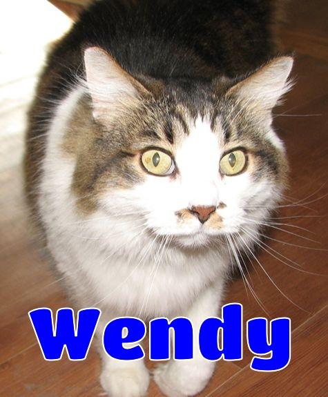 Enlarge 5439 Wendy, a ADOPTABLE Domestic Long Hair in Lawrenceburg, KY image 1/6