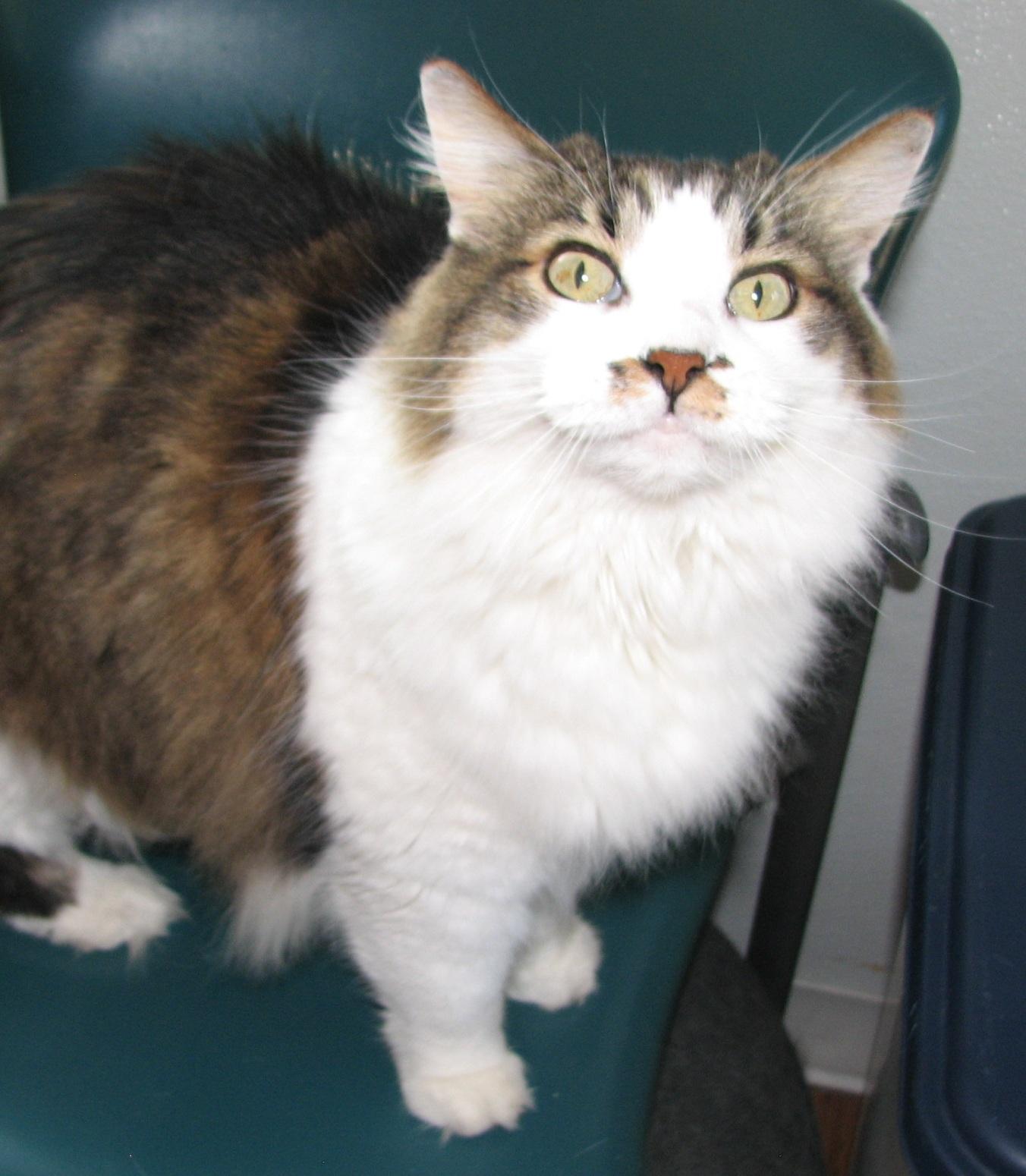Enlarge 5439 Wendy, a ADOPTABLE Domestic Long Hair in Lawrenceburg, KY image 6/6