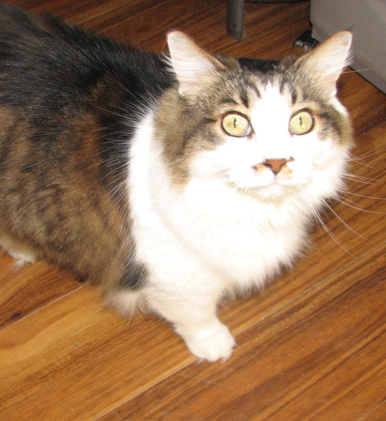 Enlarge 5439 Wendy, a ADOPTABLE Domestic Long Hair in Lawrenceburg, KY image 4/6