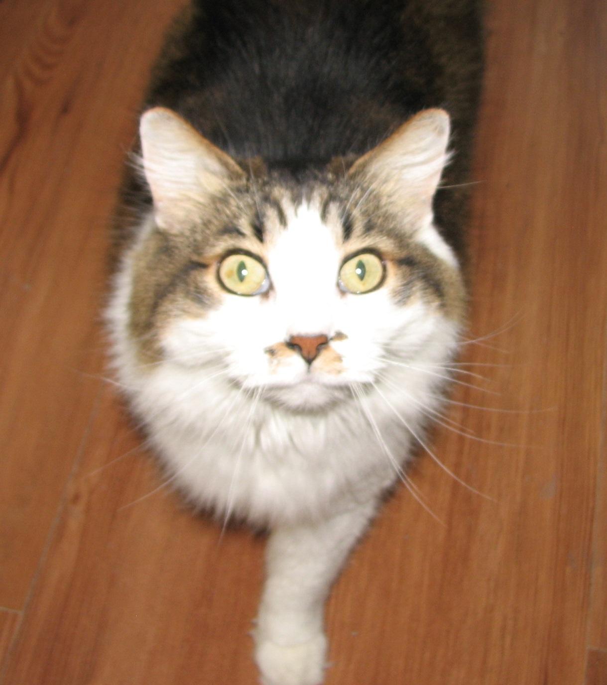 Enlarge 5439 Wendy, a ADOPTABLE Domestic Long Hair in Lawrenceburg, KY image 2/6