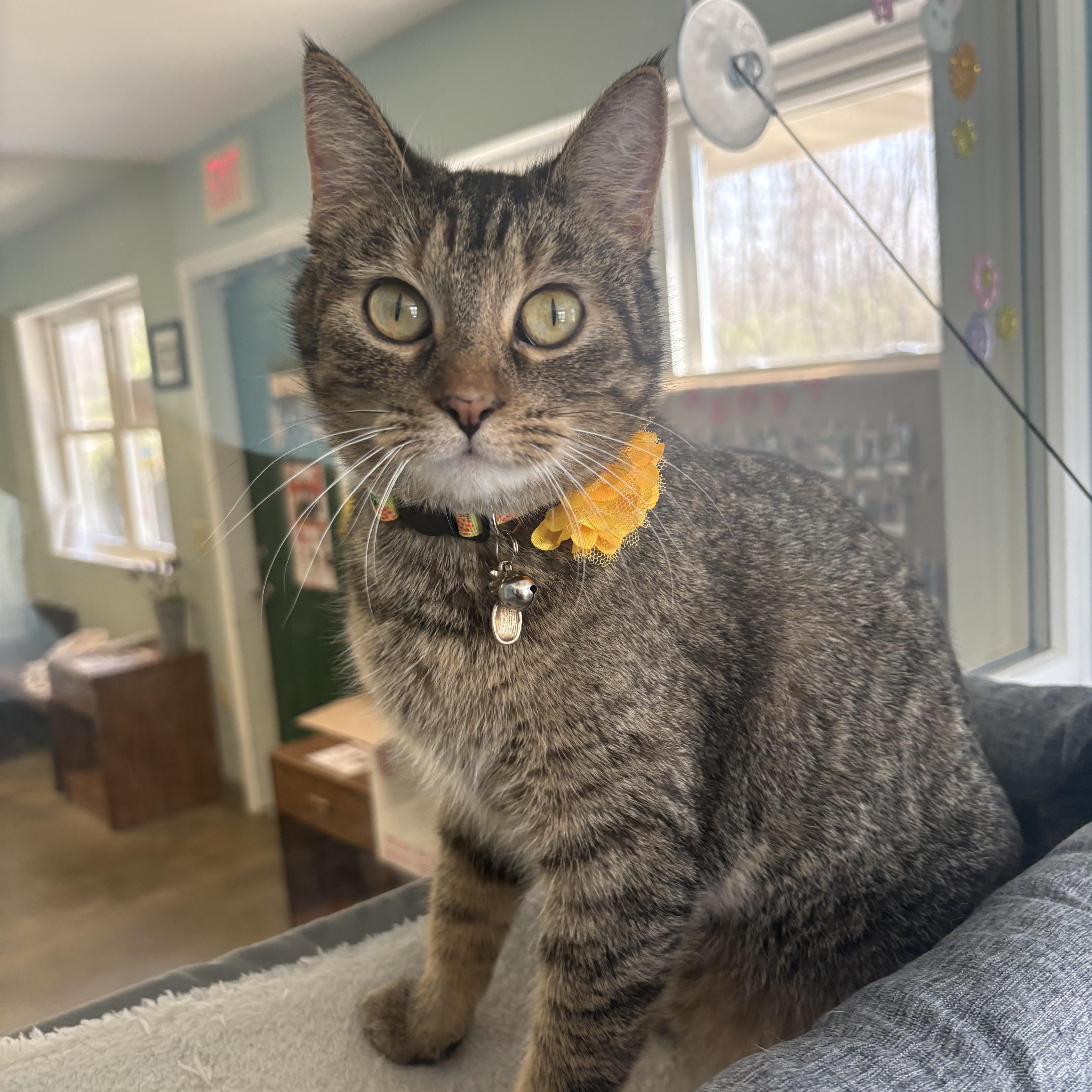 Chloe, ADOPTABLE, Young Female Domestic Short Hair.
