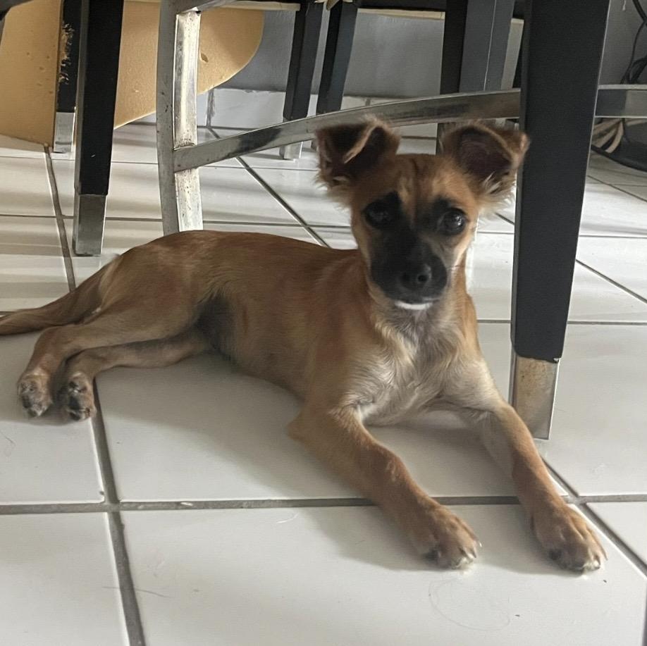 Enlarge Brisa , an adopted mixed breed in Pelham, NH image 5/6