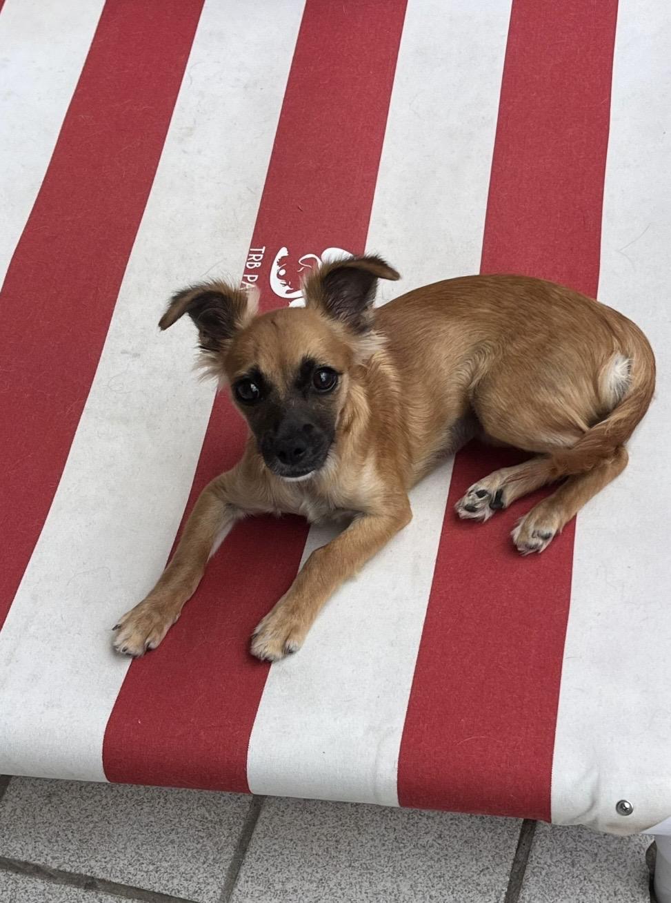 Enlarge Brisa , an adopted mixed breed in Pelham, NH image 4/6