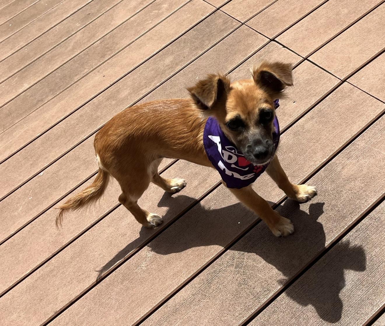 Enlarge Brisa , an adopted mixed breed in Pelham, NH image 6/6