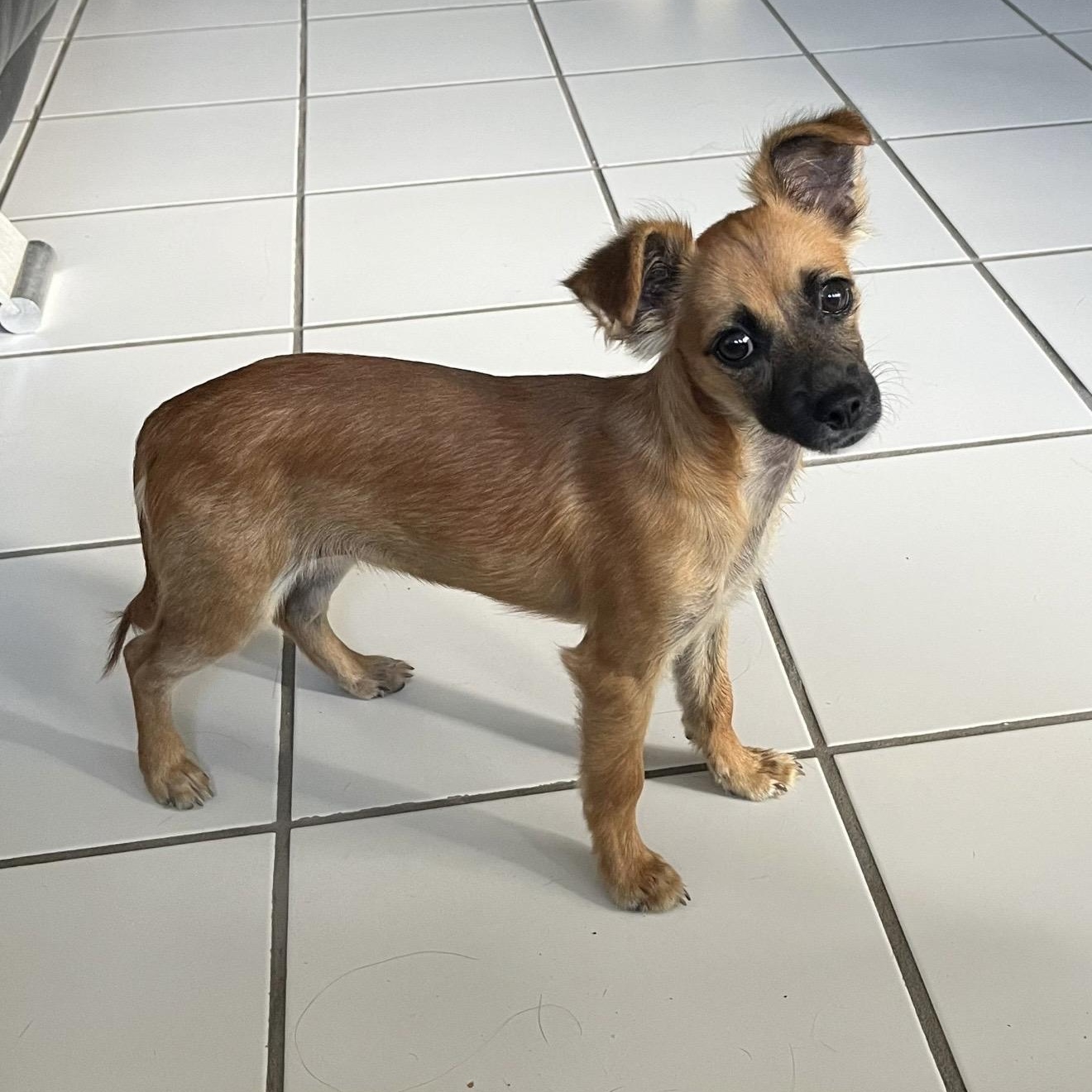 Enlarge Brisa , an adopted mixed breed in Pelham, NH image 1/6