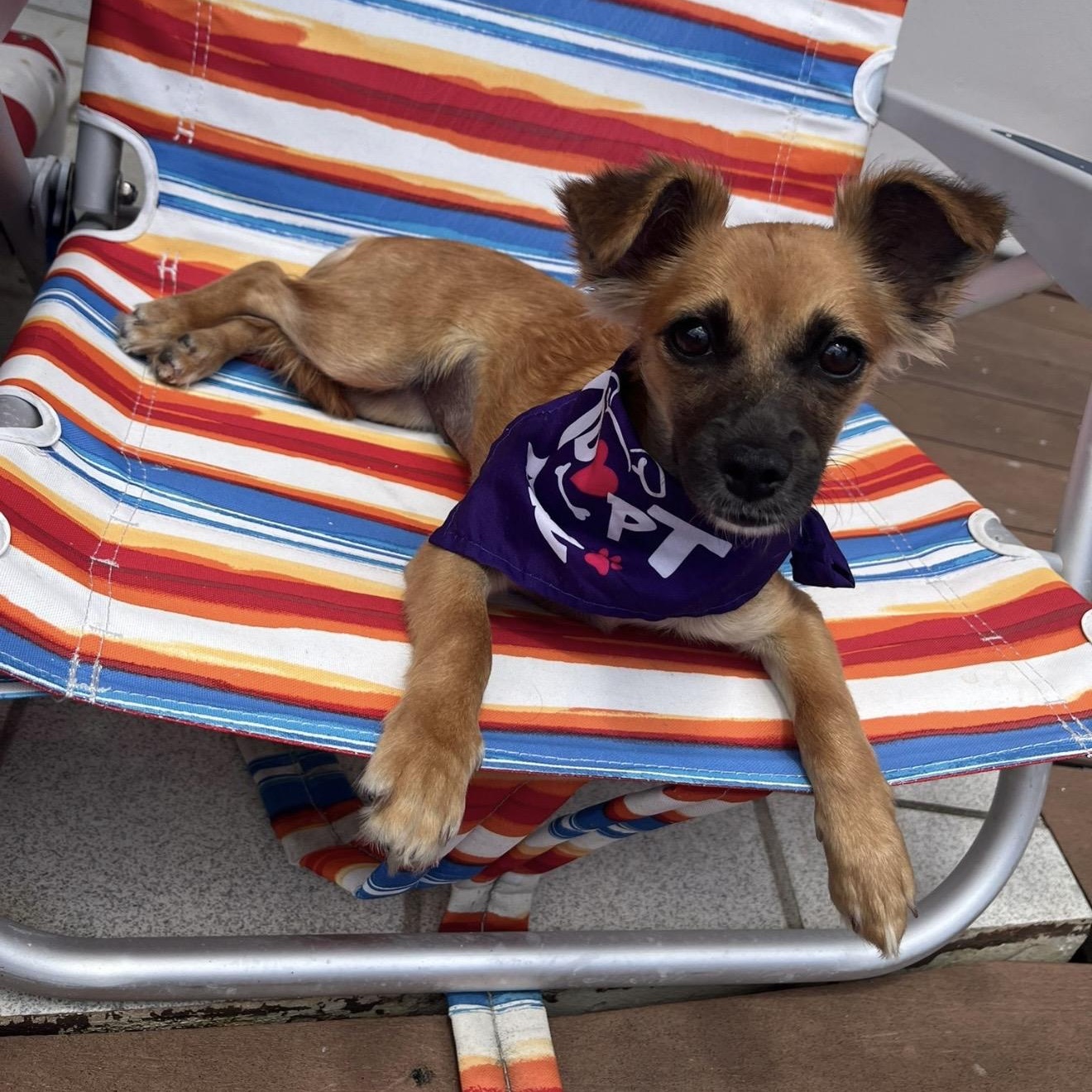 Enlarge Brisa , an adopted mixed breed in Pelham, NH image 3/6