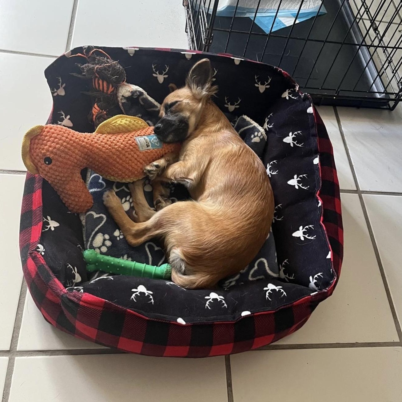 Enlarge Brisa , an adopted mixed breed in Pelham, NH image 2/6