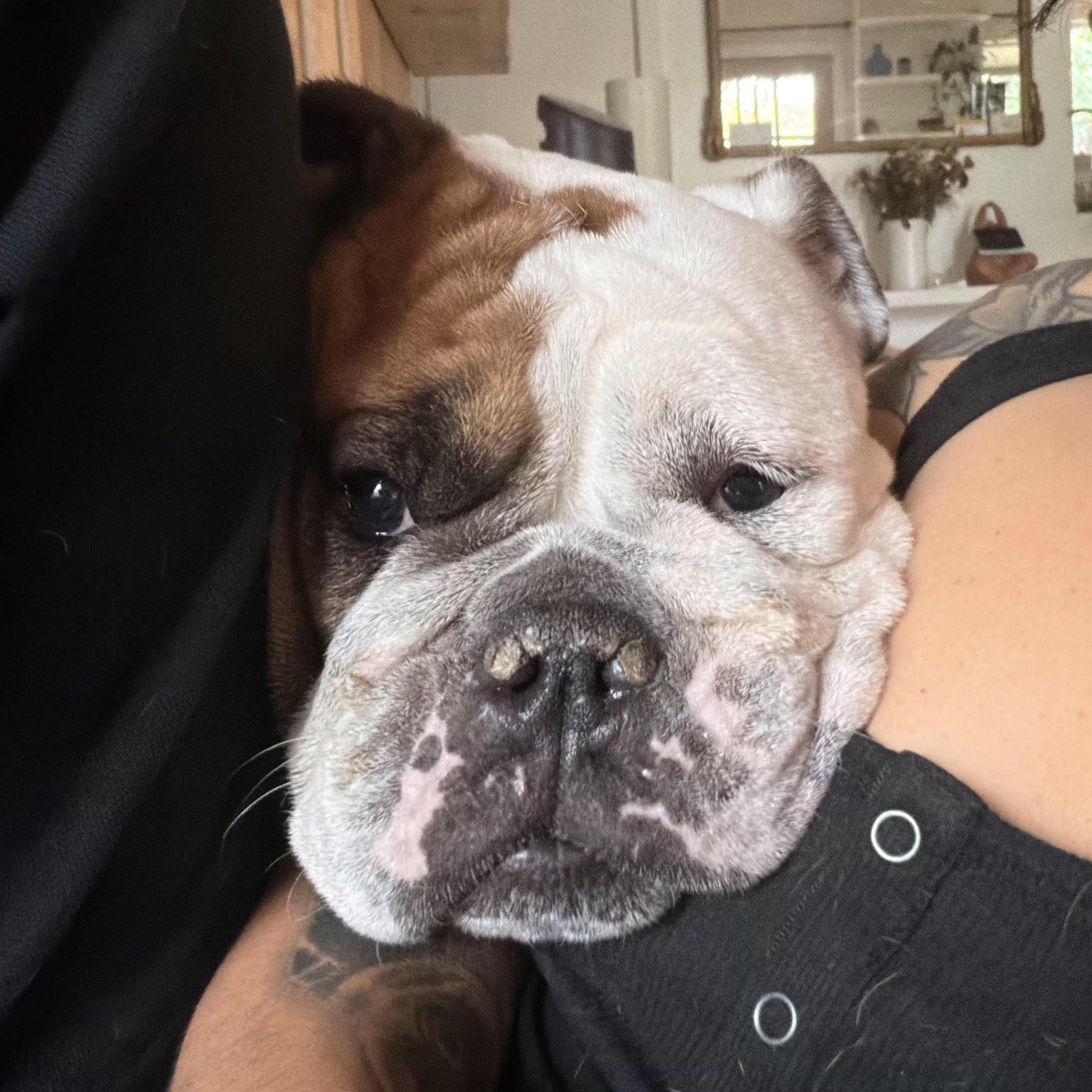 Enlarge Valentine aka Little Val, a ADOPTABLE English Bulldog in Austin, TX image 5/5