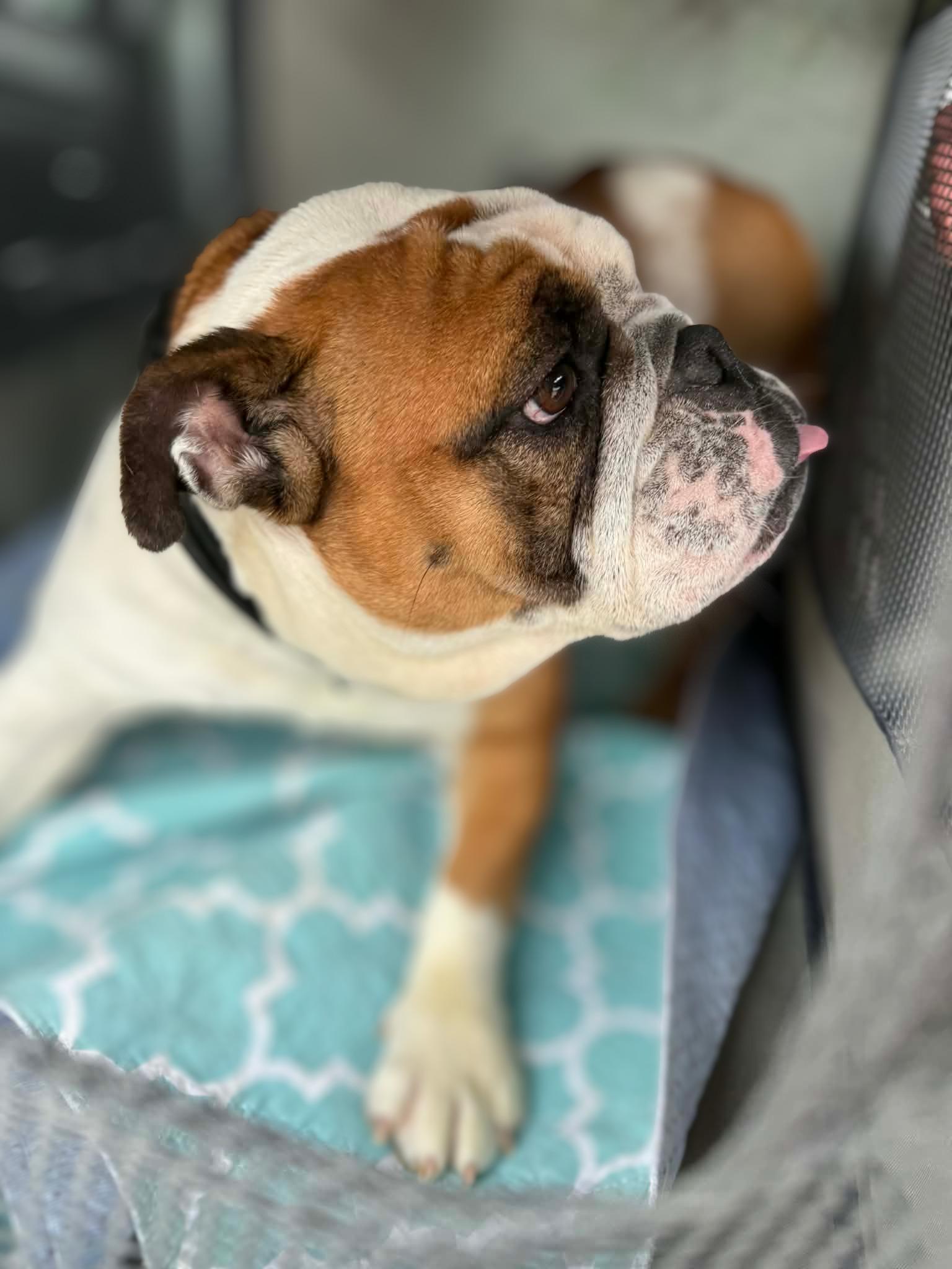 Enlarge Valentine aka Little Val, a ADOPTABLE English Bulldog in Austin, TX image 3/5