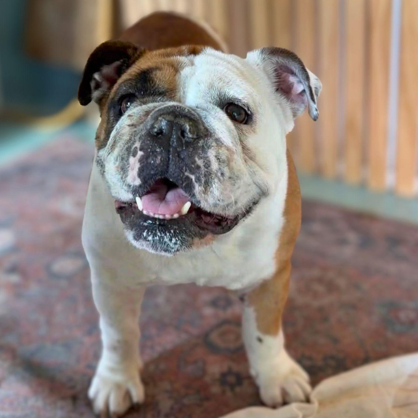 Enlarge Valentine aka Little Val, a ADOPTABLE English Bulldog in Austin, TX image 4/5