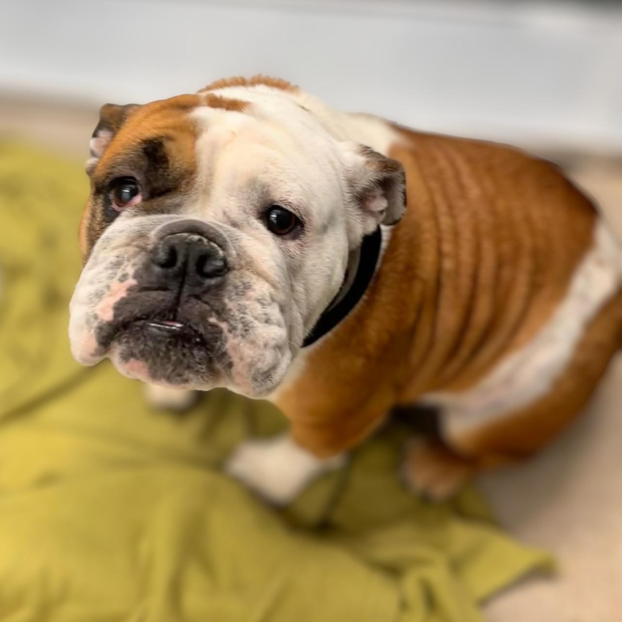 Valentine aka Little Val, ADOPTABLE, Adult Female English Bulldog.
