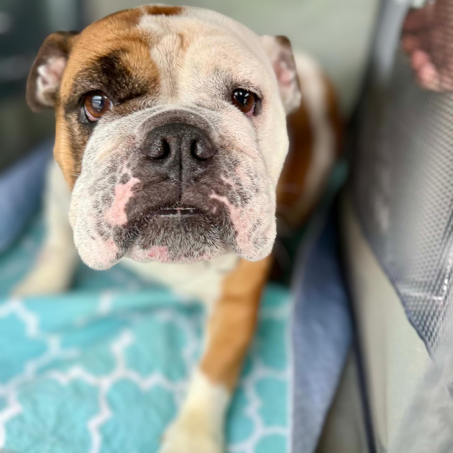 Enlarge Valentine aka Little Val, a ADOPTABLE English Bulldog in Austin, TX image 2/5