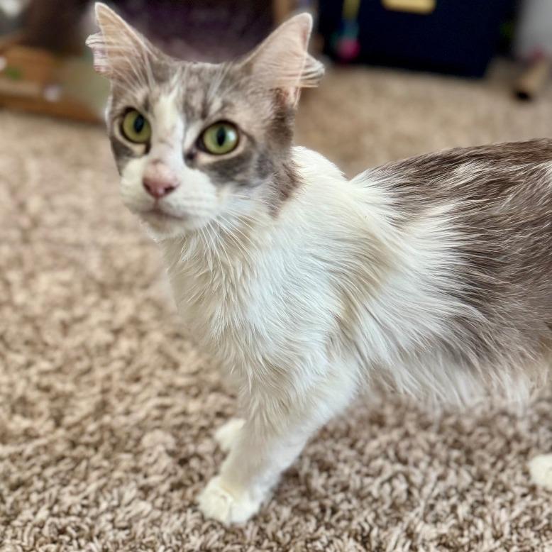 Meowidith Grey, Adoptable, Adult Female Domestic Medium Hair.