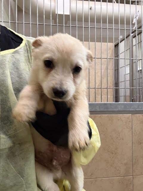 Sarge, Adoptable, Young Male Cattle Dog.