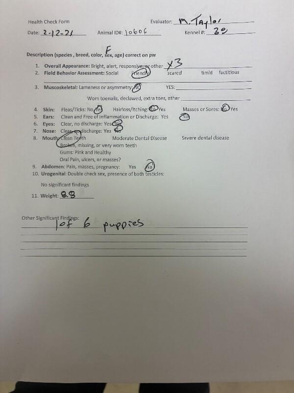 Enlarge Sarge, a Adoptable Cattle Dog in Hobbs, NM image 2/2