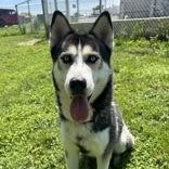 Balto, ADOPTABLE, Adult Male Husky.