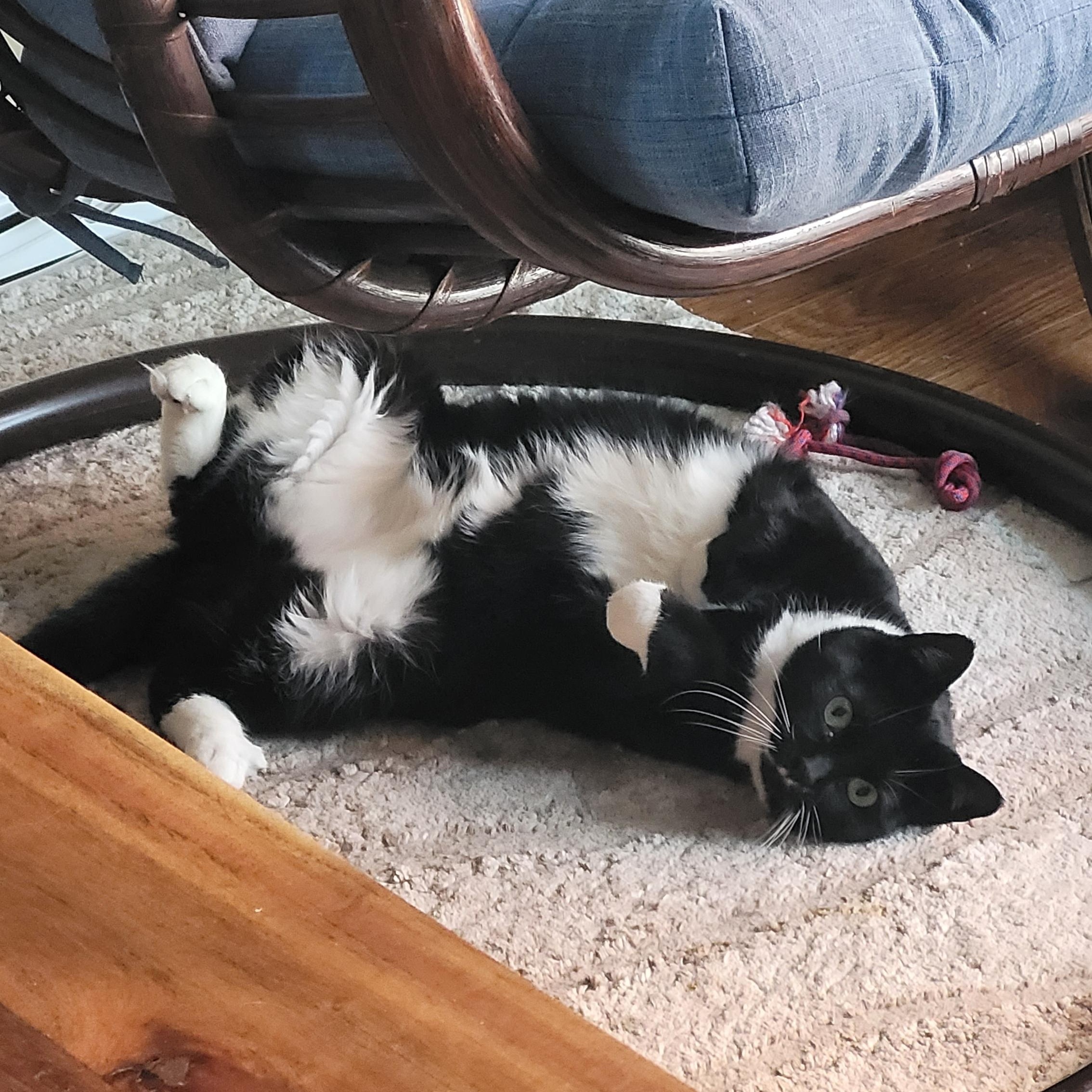 Dolores & Milicent, Adoptable, Adult Female Domestic Short Hair.