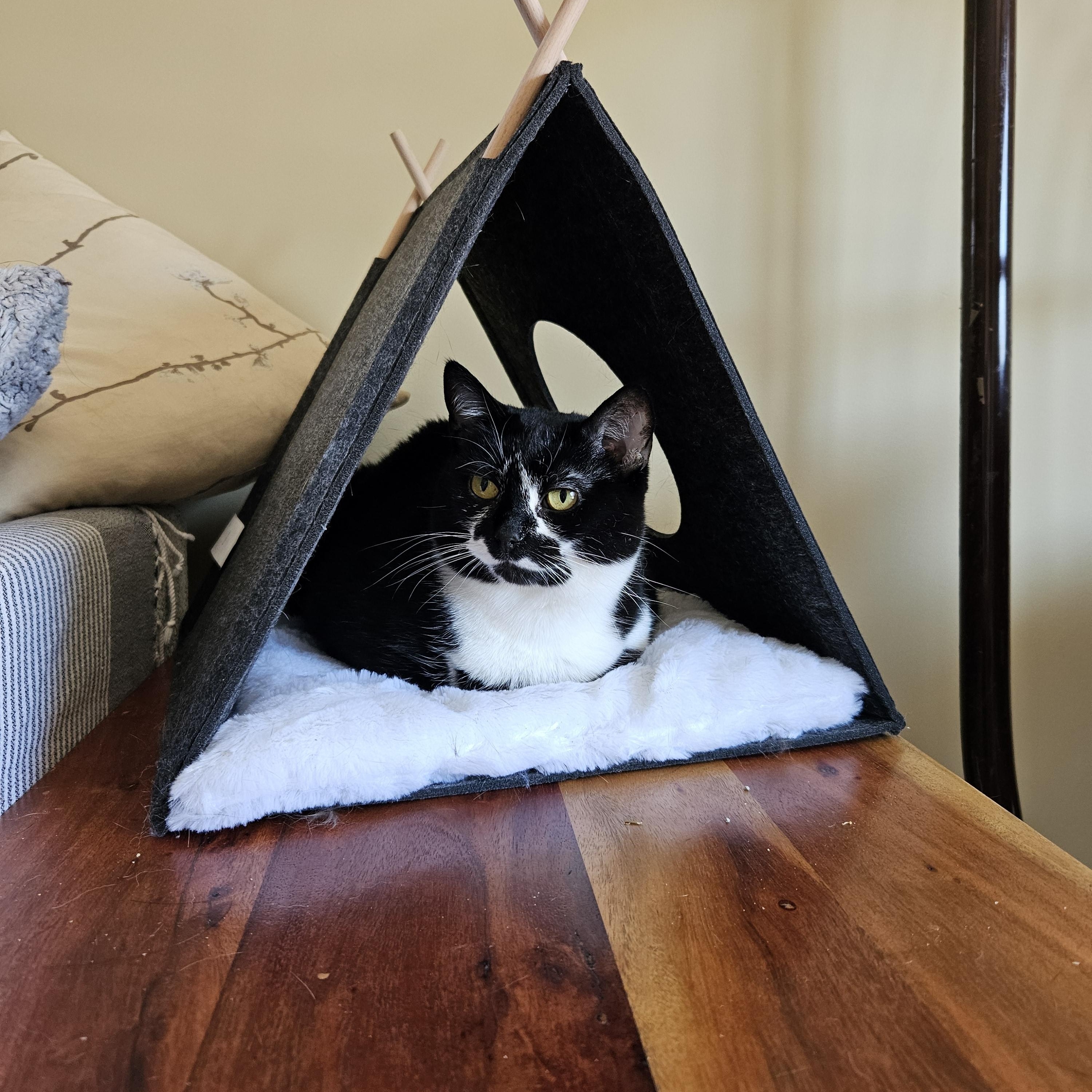 Enlarge Dolores & Milicent, a Adoptable Domestic Short Hair in Fredericton, NB image 2/4