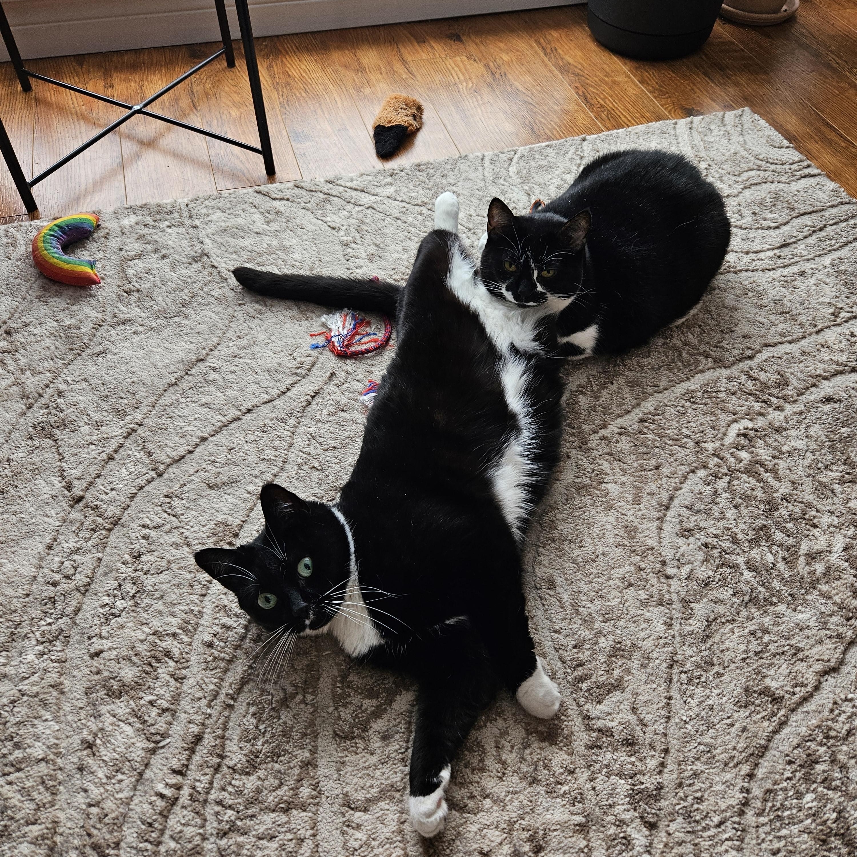 Dolores & Milicent, an adoptable Domestic Short Hair in Fredericton, NB, E3B 1K8 | Photo Image 4