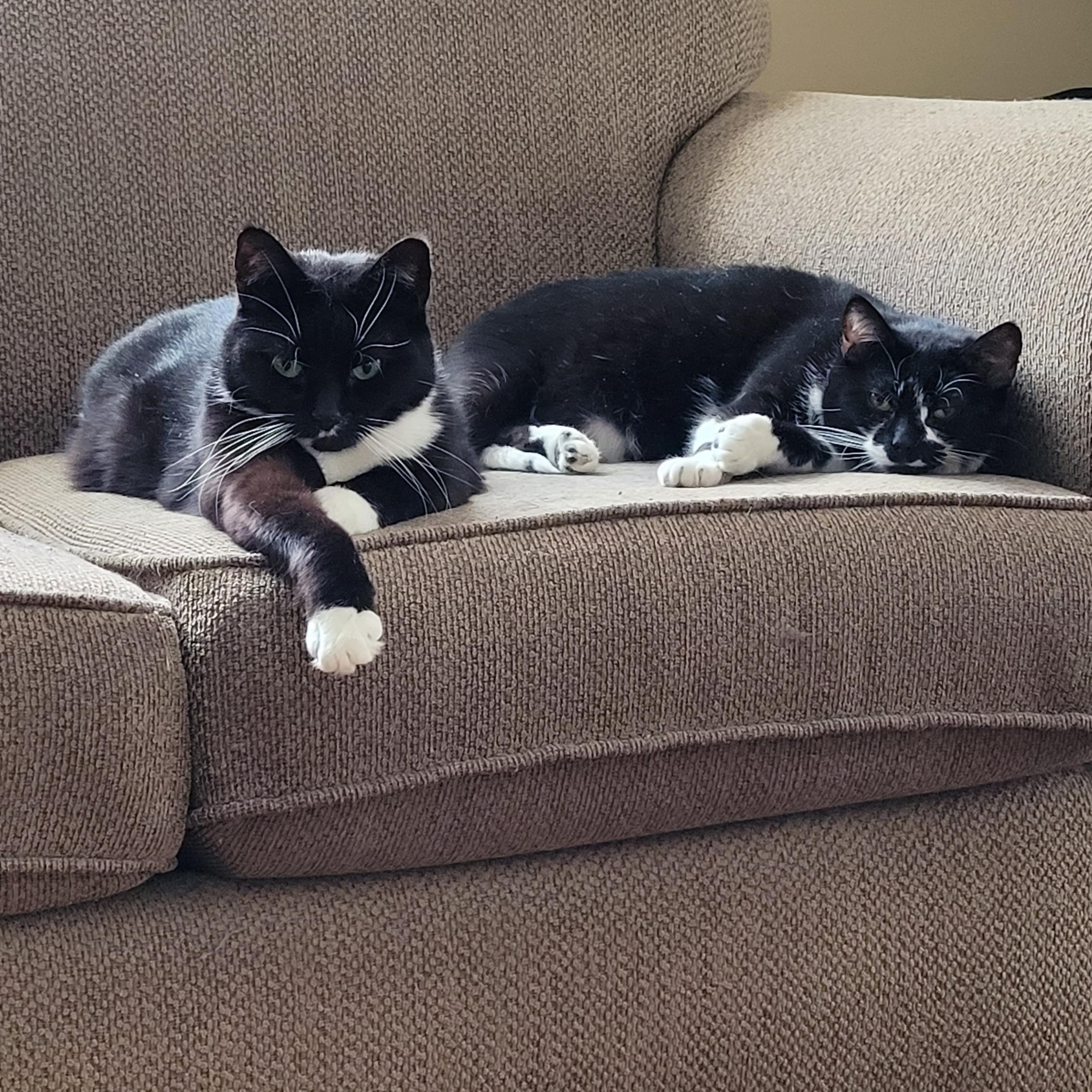 Dolores & Milicent, an adoptable Domestic Short Hair in Fredericton, NB, E3B 1K8 | Photo Image 3