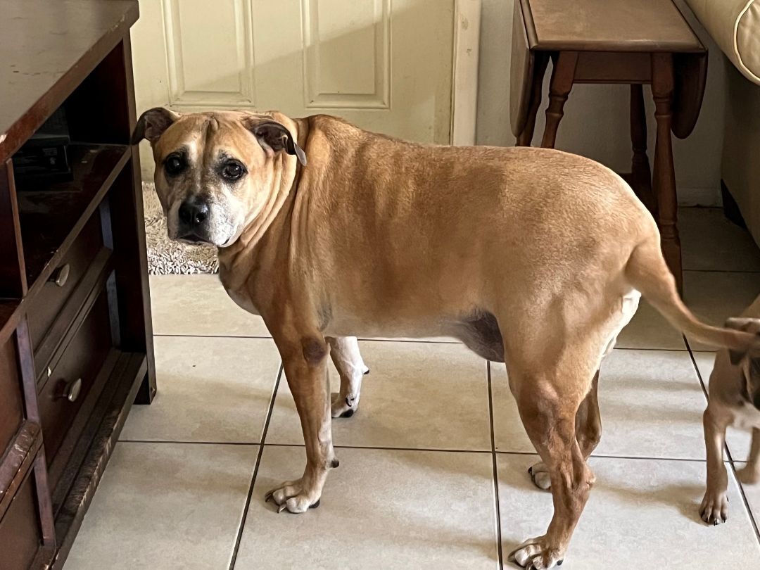 OTIS fee $95, a Adoptable Black Mouth Cur in Bradenton, FL image 1/8