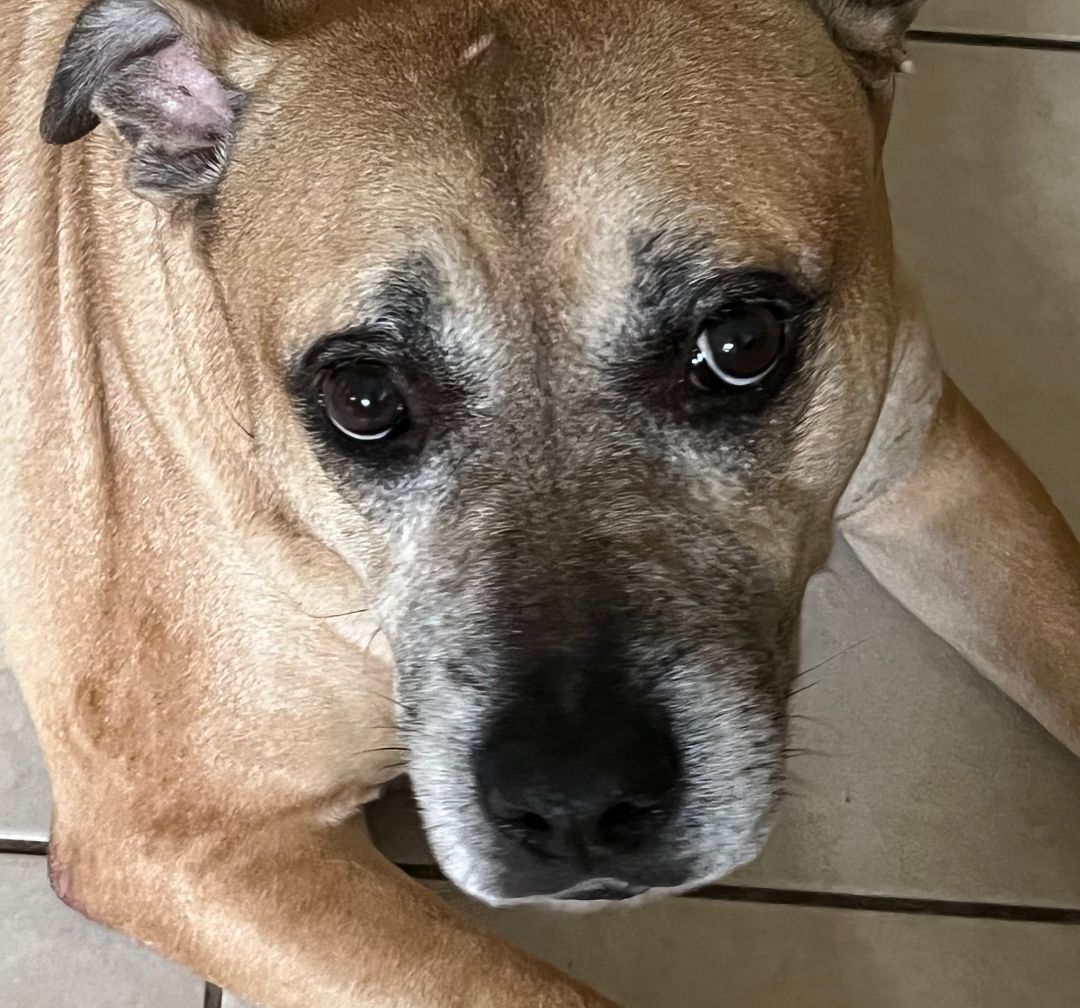OTIS fee $95, a Adoptable Black Mouth Cur in Bradenton, FL image 2/8