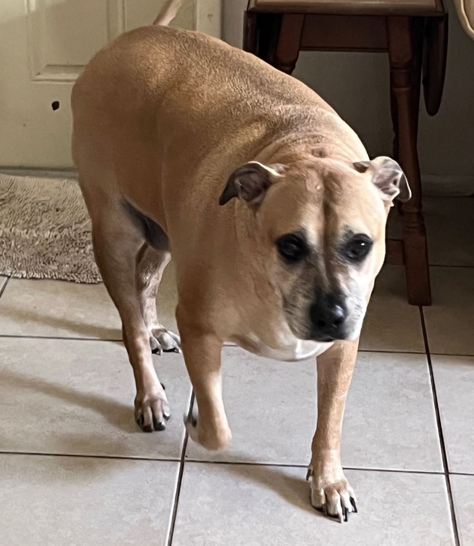 OTIS fee $95, a Adoptable Black Mouth Cur in Bradenton, FL image 3/8