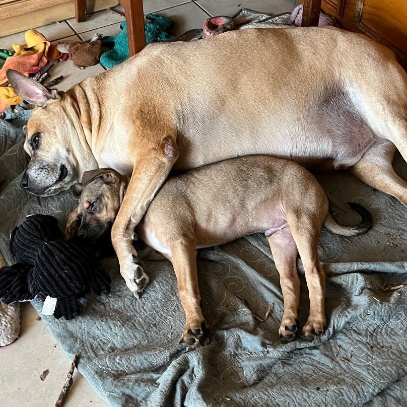 OTIS fee $95, a Adoptable Black Mouth Cur in Bradenton, FL image 4/8