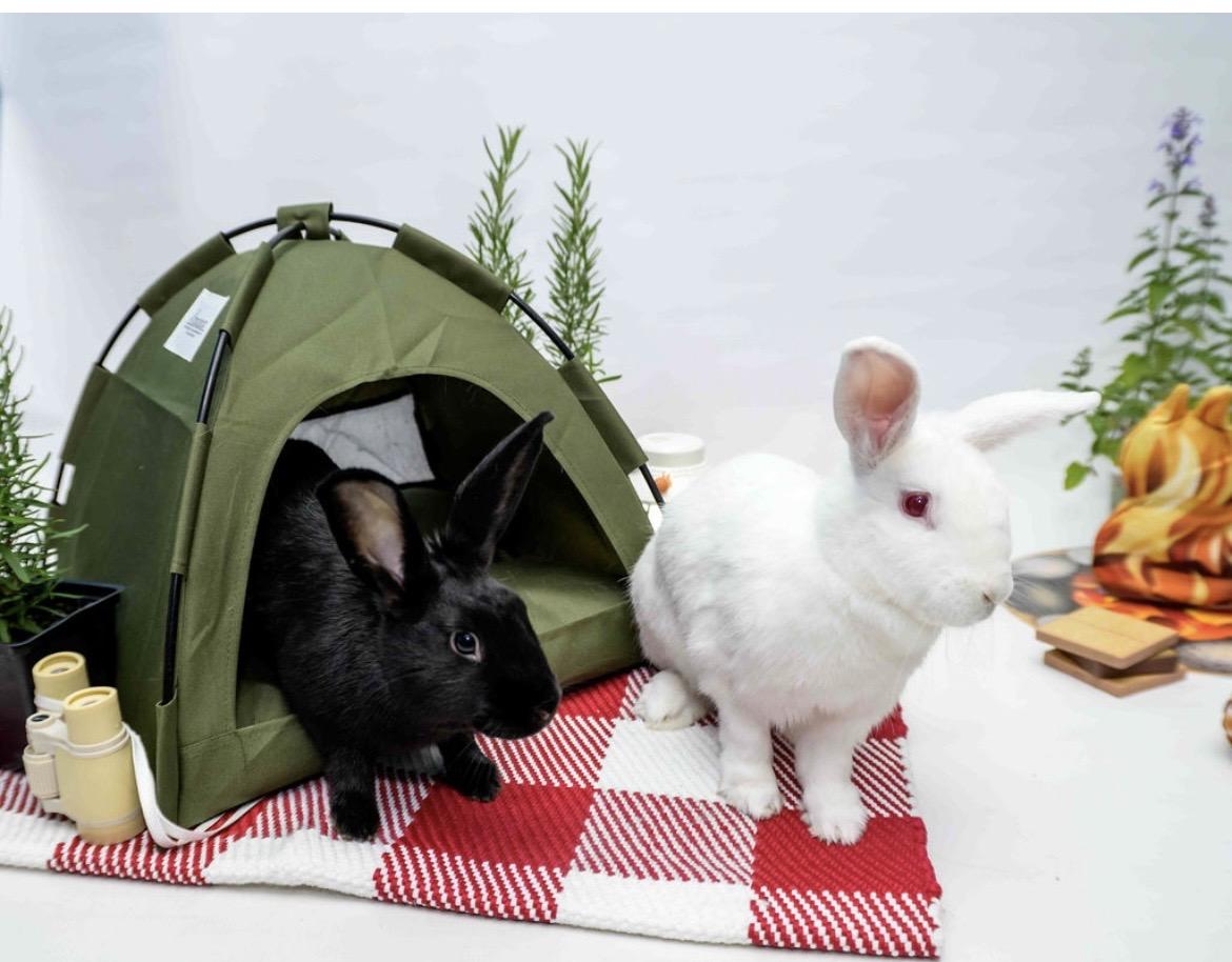 Lennon and Chloe, adoptable, Young Male Havana & Florida White.