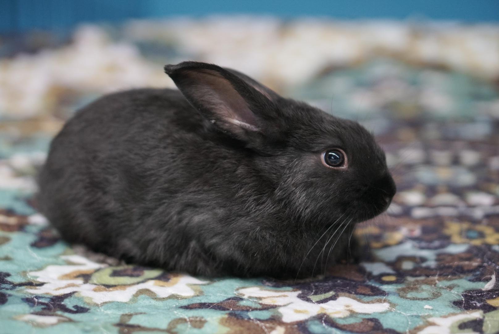 Enlarge Lennon and Chloe, an adoptable mixed breed in Jefferson, LA image 2/3
