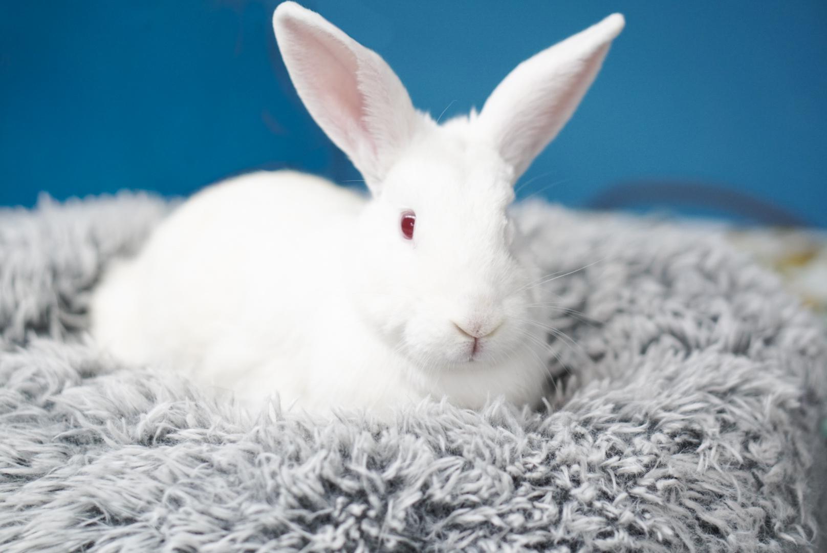 Enlarge Lennon and Chloe, an adoptable mixed breed in Jefferson, LA image 3/3
