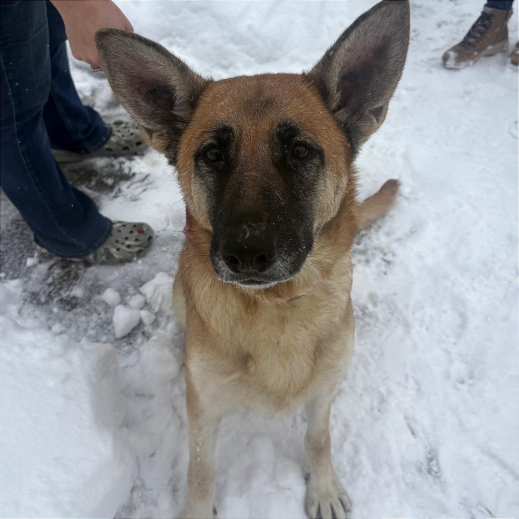Enlarge Nala, a Adoptable German Shepherd Dog in Saratoga Springs, NY image 1/6