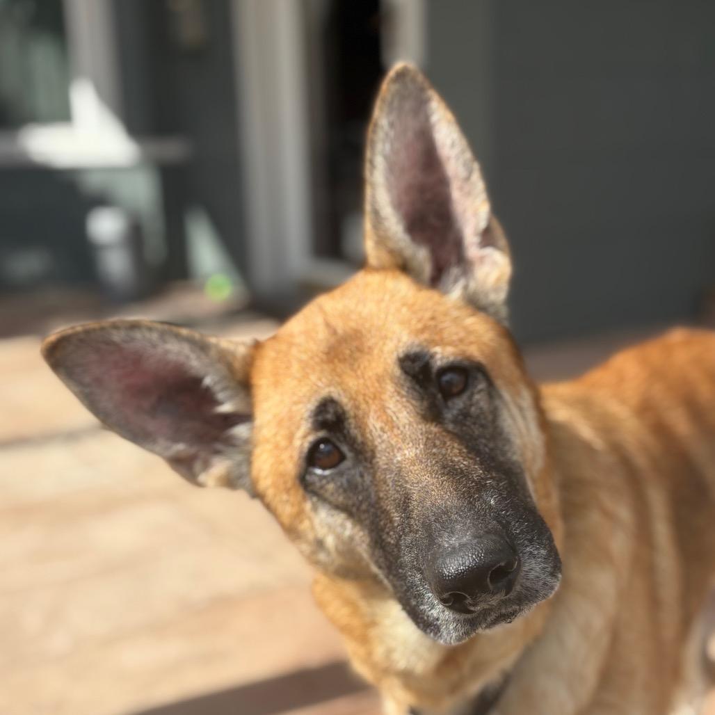 Enlarge Nala, a Adoptable German Shepherd Dog in Saratoga Springs, NY image 2/6