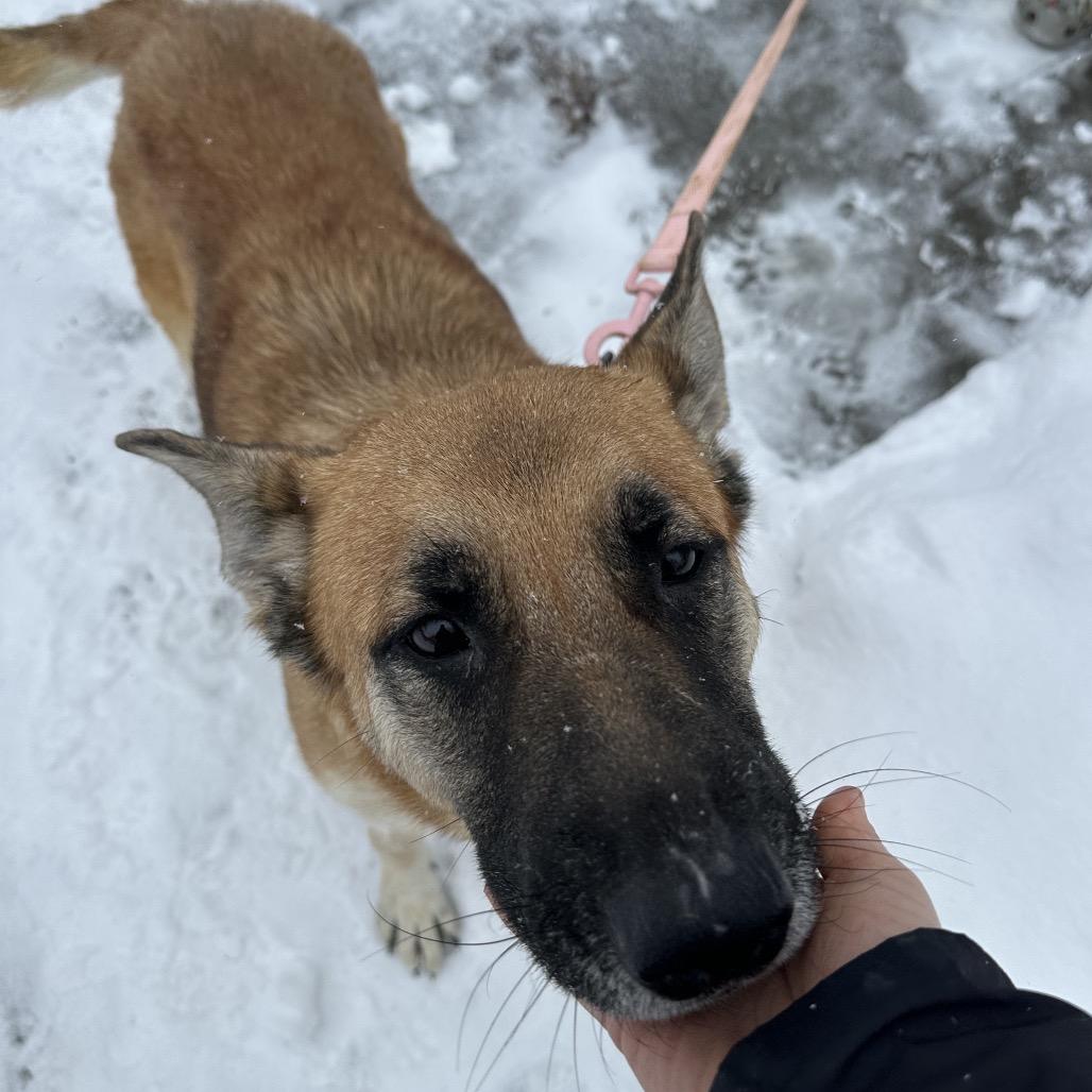 Enlarge Nala, a Adoptable German Shepherd Dog in Saratoga Springs, NY image 3/6