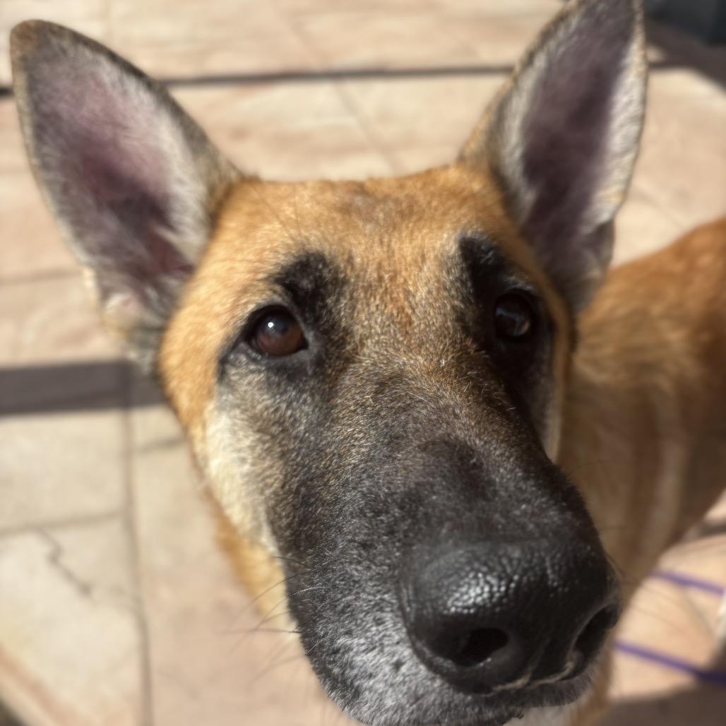 Enlarge Nala, a Adoptable German Shepherd Dog in Saratoga Springs, NY image 4/6