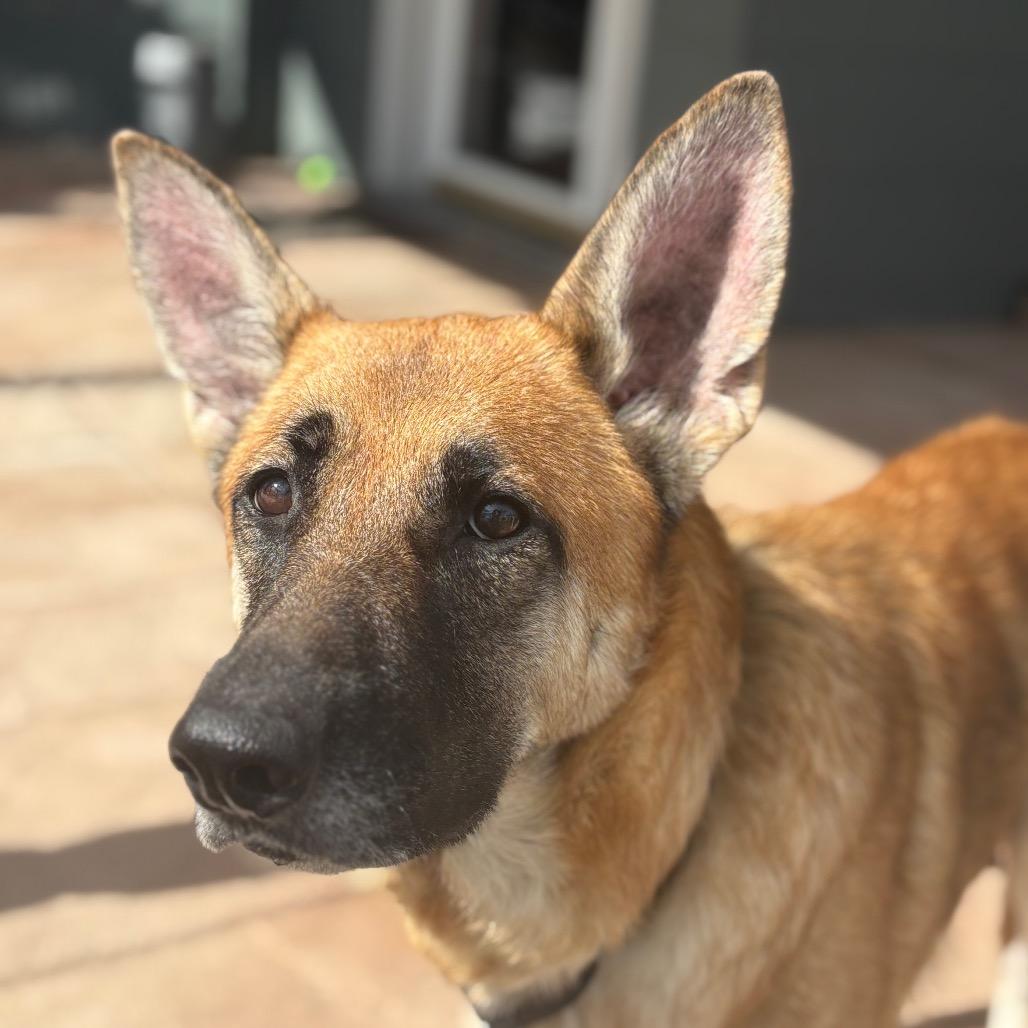 Enlarge Nala, a Adoptable German Shepherd Dog in Saratoga Springs, NY image 5/6