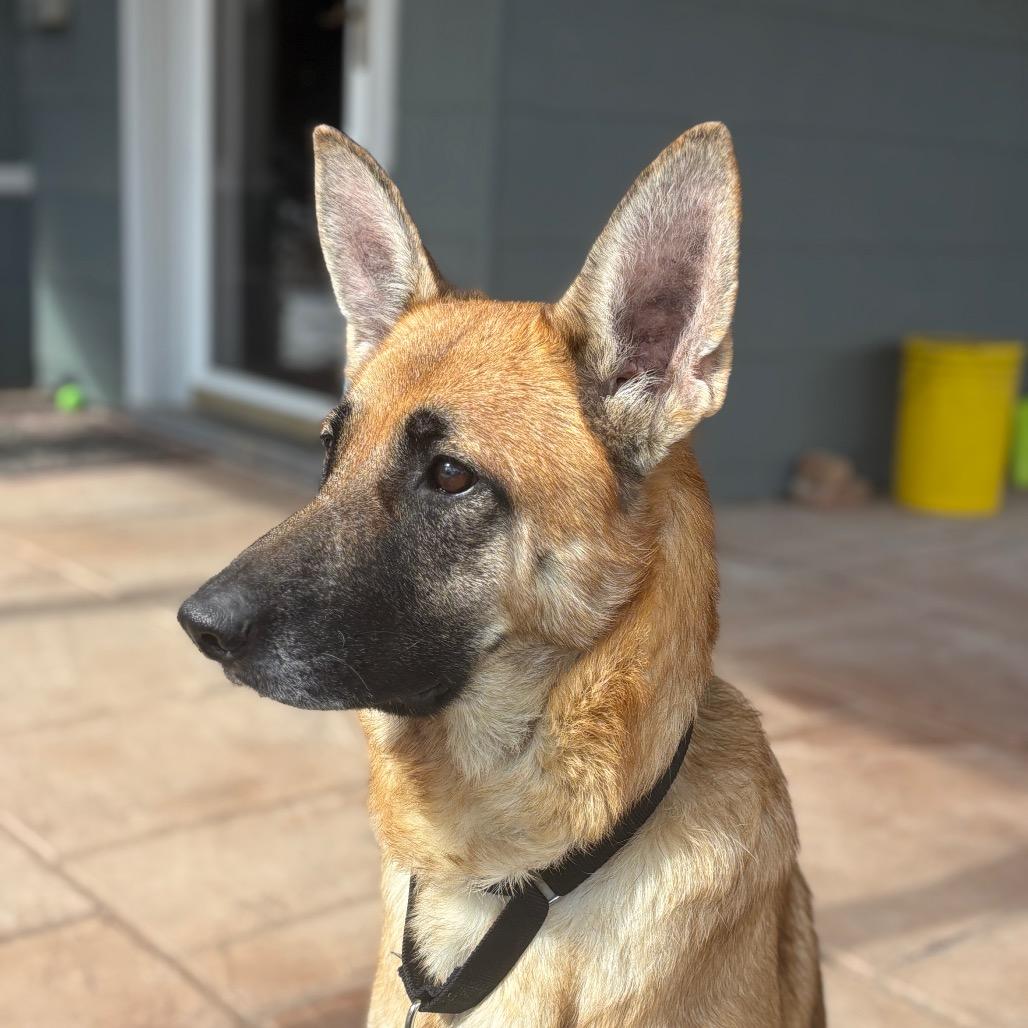 Enlarge Nala, a Adoptable German Shepherd Dog in Saratoga Springs, NY image 6/6