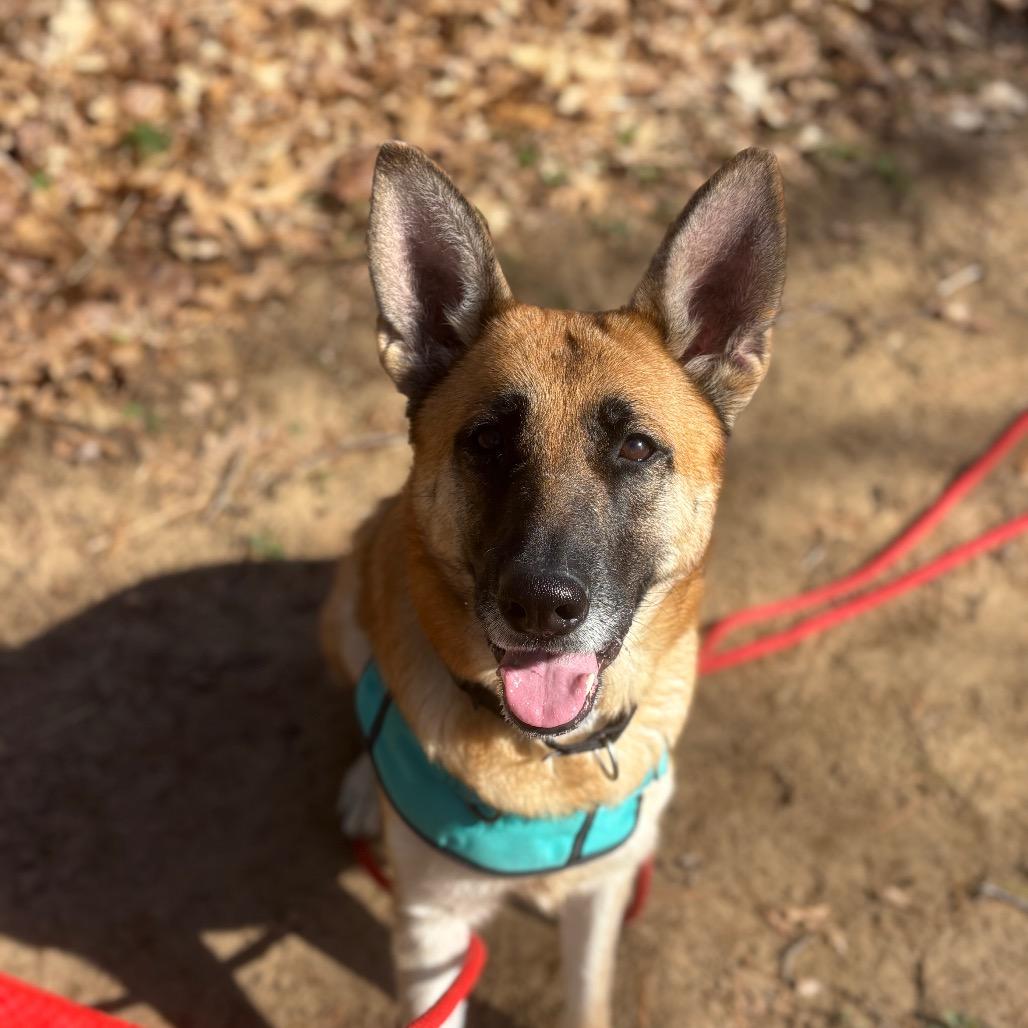Enlarge Nala, a Adoptable German Shepherd Dog in Saratoga Springs, NY image 6/6