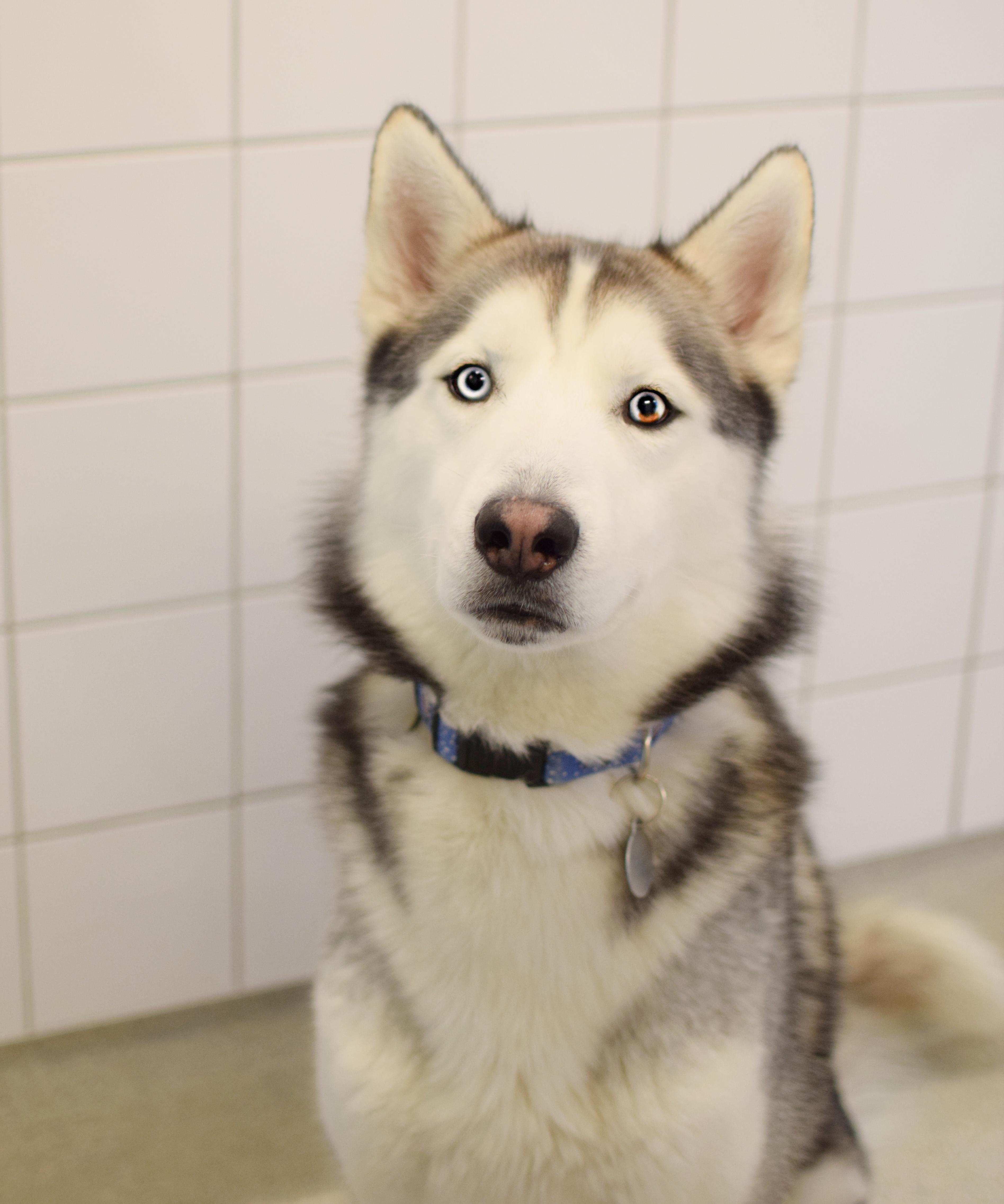 Enlarge Roscoe, a ADOPTABLE Husky in Pontiac, MI image 1/1