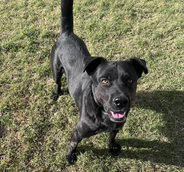 BRUCE, Adoptable, Adult Male Labrador Retriever & American Staffordshire Terrier.