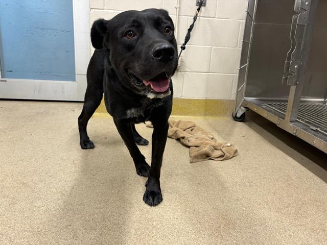 BRUCE, Adoptable, Adult Male Labrador Retriever & American Staffordshire Terrier.