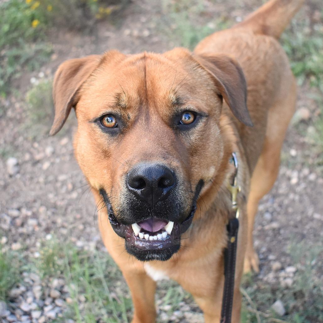 Grover, Adoptable, Adult Male Mixed Breed.