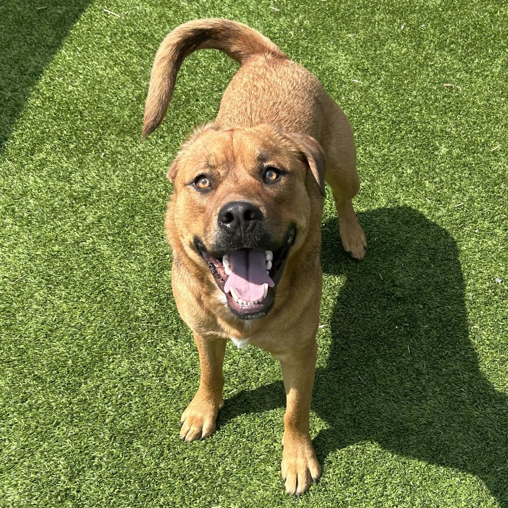Enlarge Grover, a Adoptable Mixed Breed in Flagstaff, AZ image 2/6