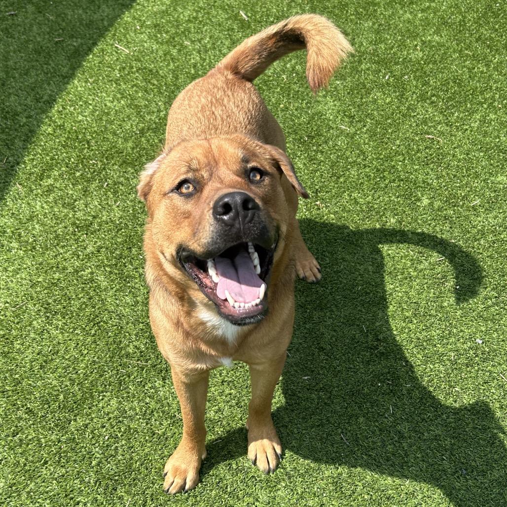 Enlarge Grover, a Adoptable Mixed Breed in Flagstaff, AZ image 3/6
