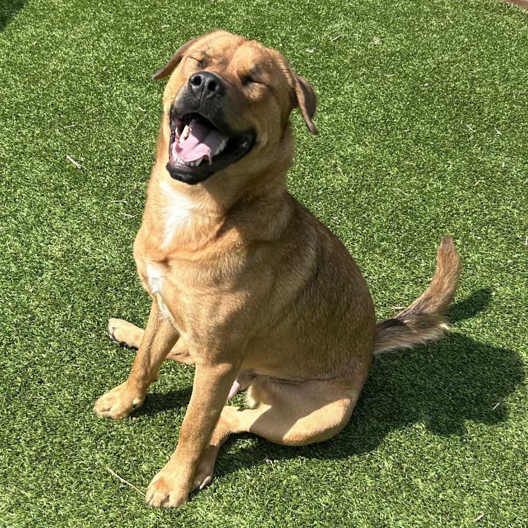 Enlarge Grover, a Adoptable Mixed Breed in Flagstaff, AZ image 4/6