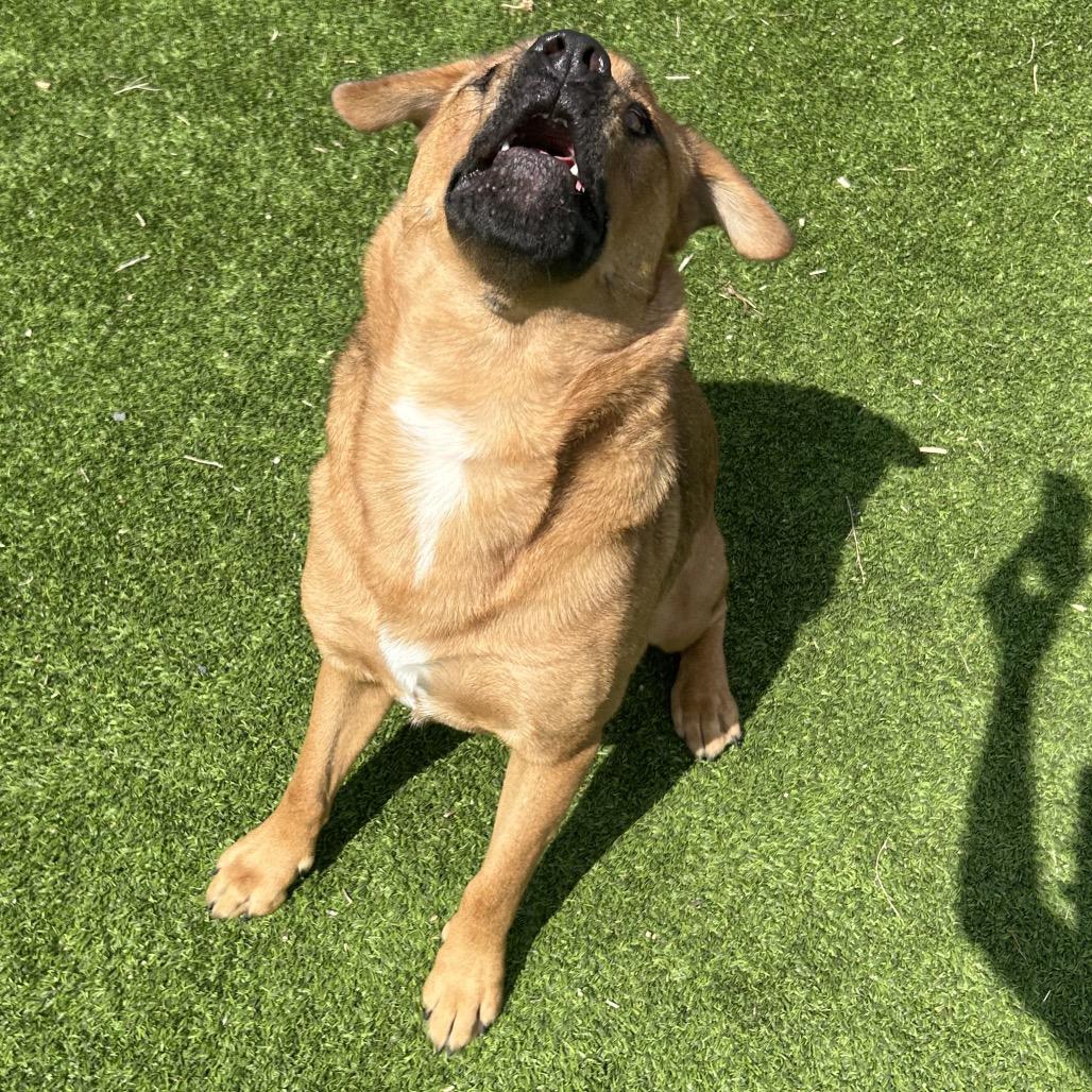 Enlarge Grover, a Adoptable Mixed Breed in Flagstaff, AZ image 5/6