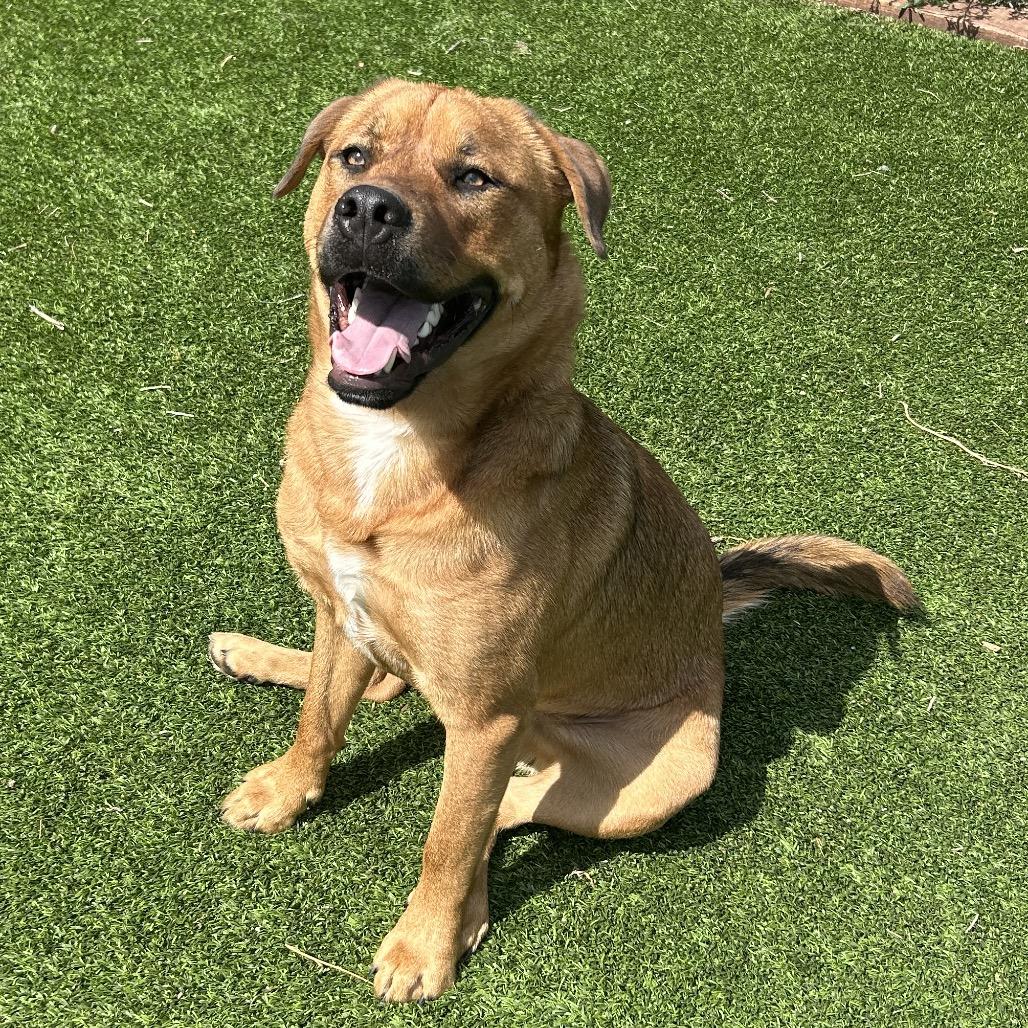 Enlarge Grover, a Adoptable Mixed Breed in Flagstaff, AZ image 6/6