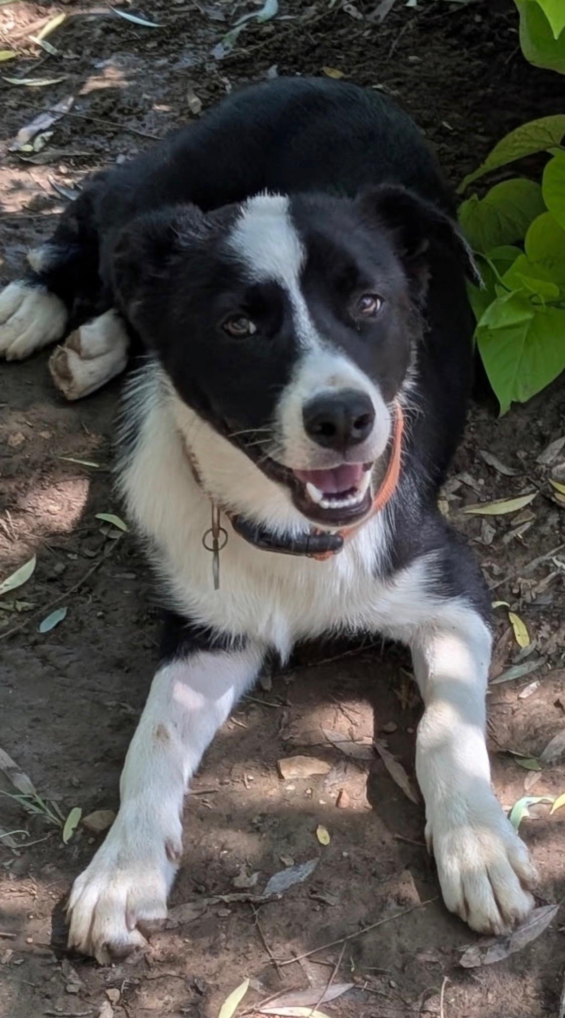 Bixby, ADOPTABLE, Young Male Border Collie & Black Labrador Retriever.