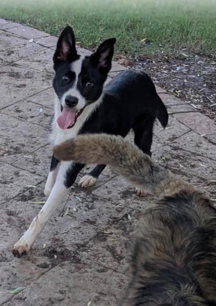 Bixby, a ADOPTABLE mixed breed in Aspen, CO image 2/2