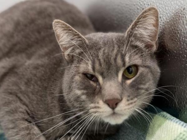 Enlarge Thumper, a Adoptable mixed breed in Portland, OR image 2/2